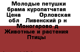 Молодые петушки брама куропатчатая › Цена ­ 800 - Орловская обл., Ливенский р-н, Моногарово д. Животные и растения » Птицы   